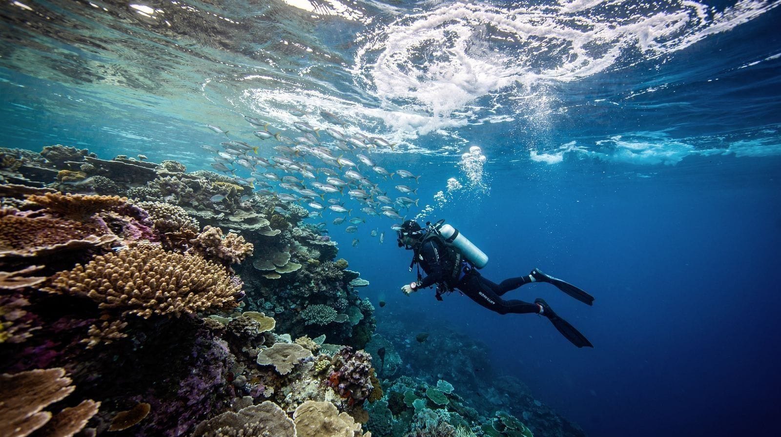 Is a Liveaboard Worth It on the Great Barrier Reef?