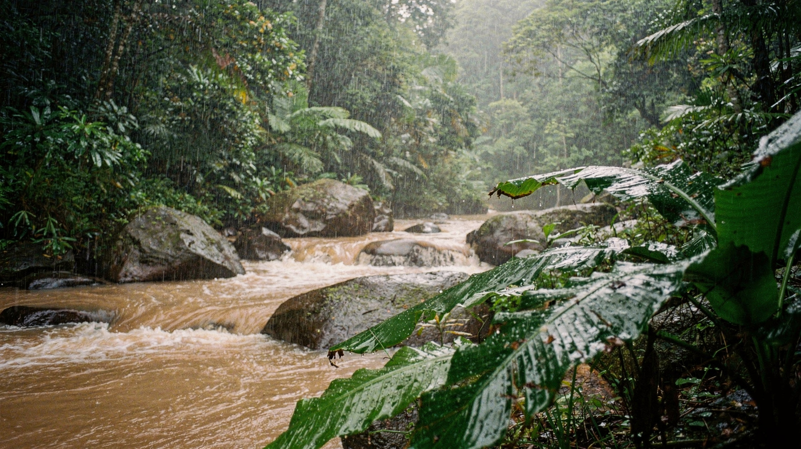 What the Wet Tropics Taught Me in a Week