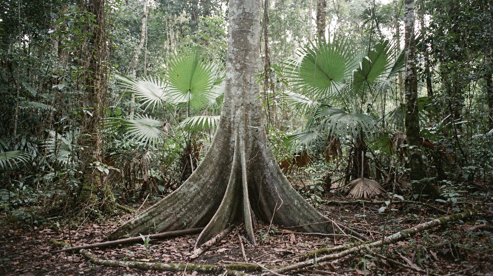 Daintree Rainforest