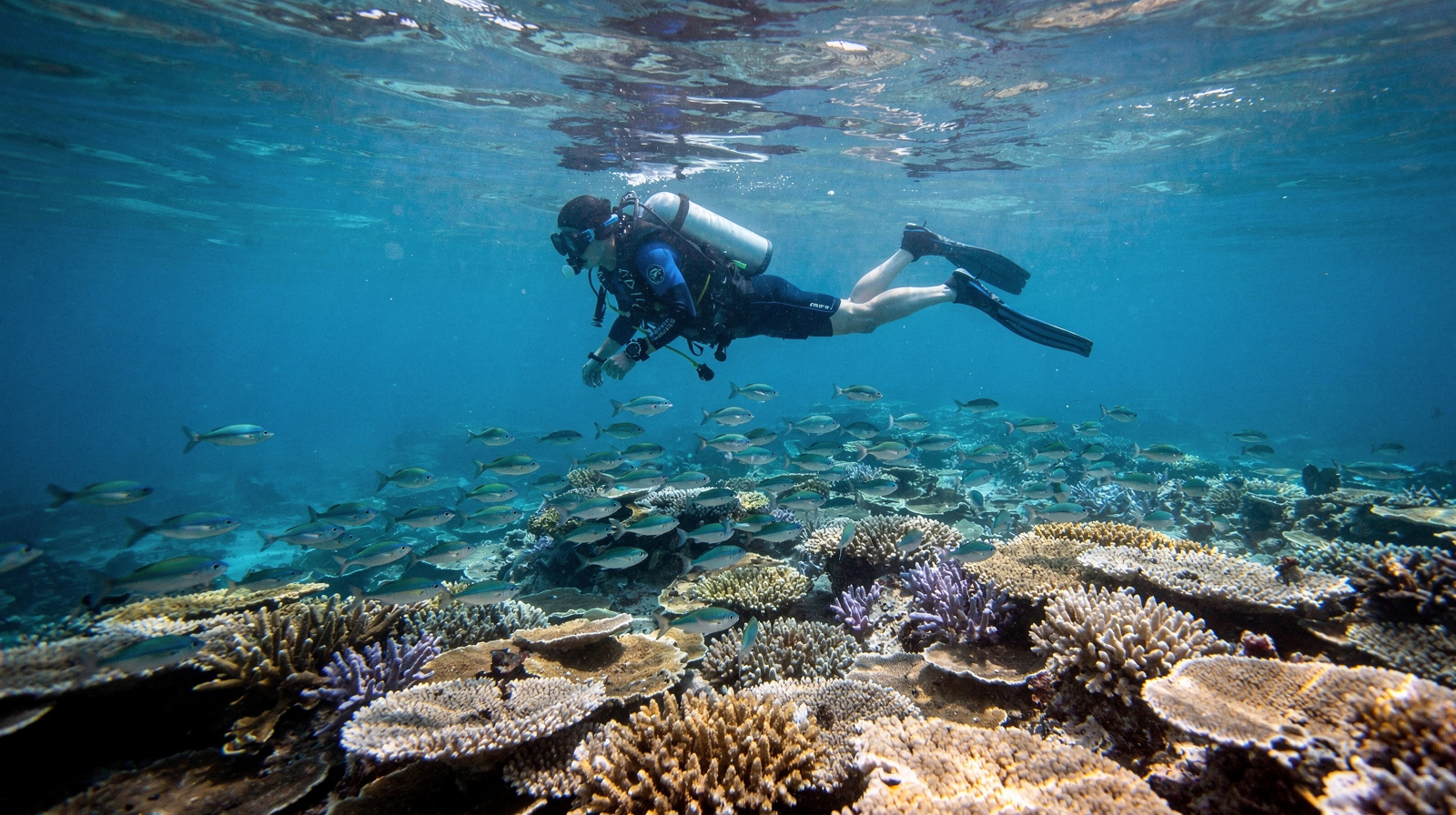 Diving & snorkelling