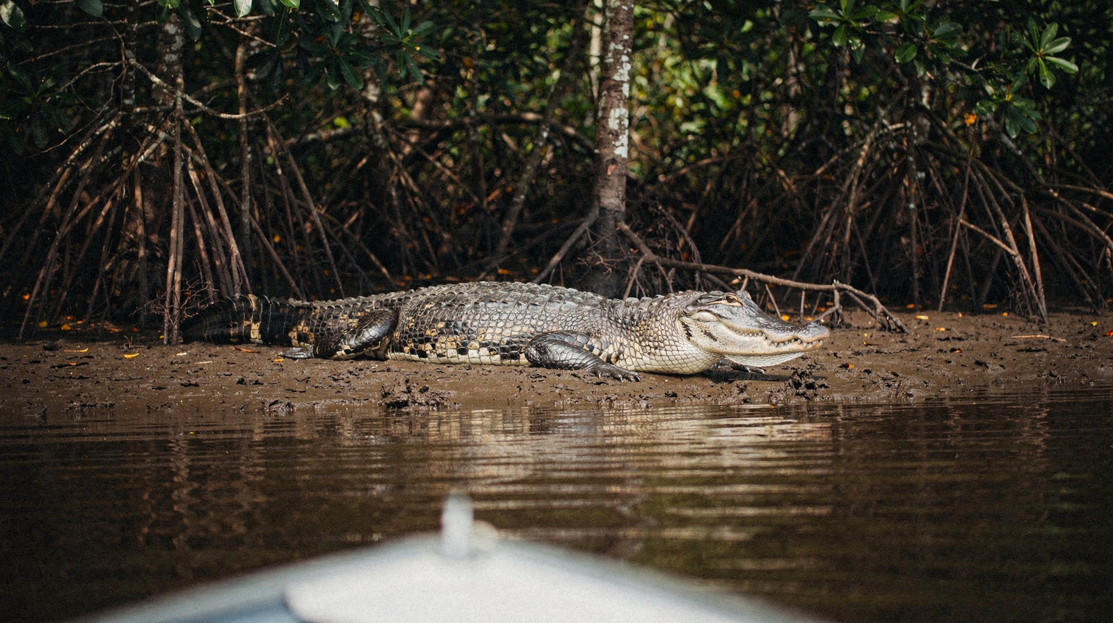 Wildlife encounters
