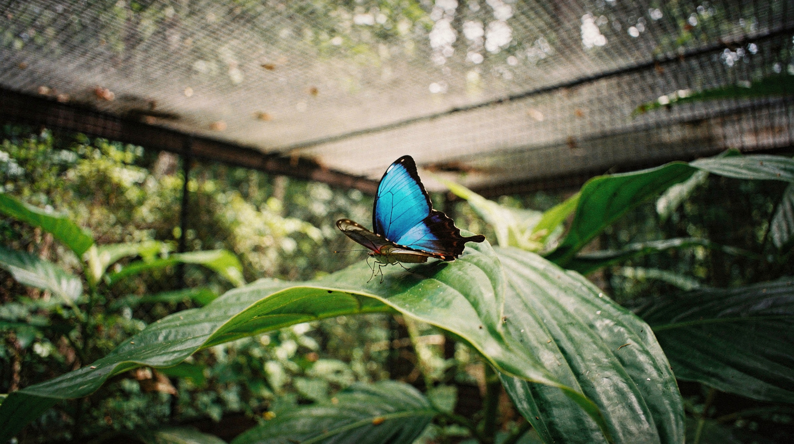 Australian Butterfly Sanctuary