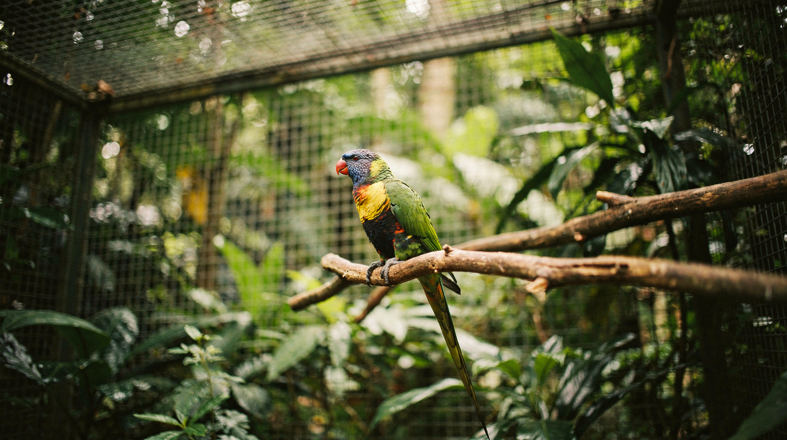 Birdworld Kuranda