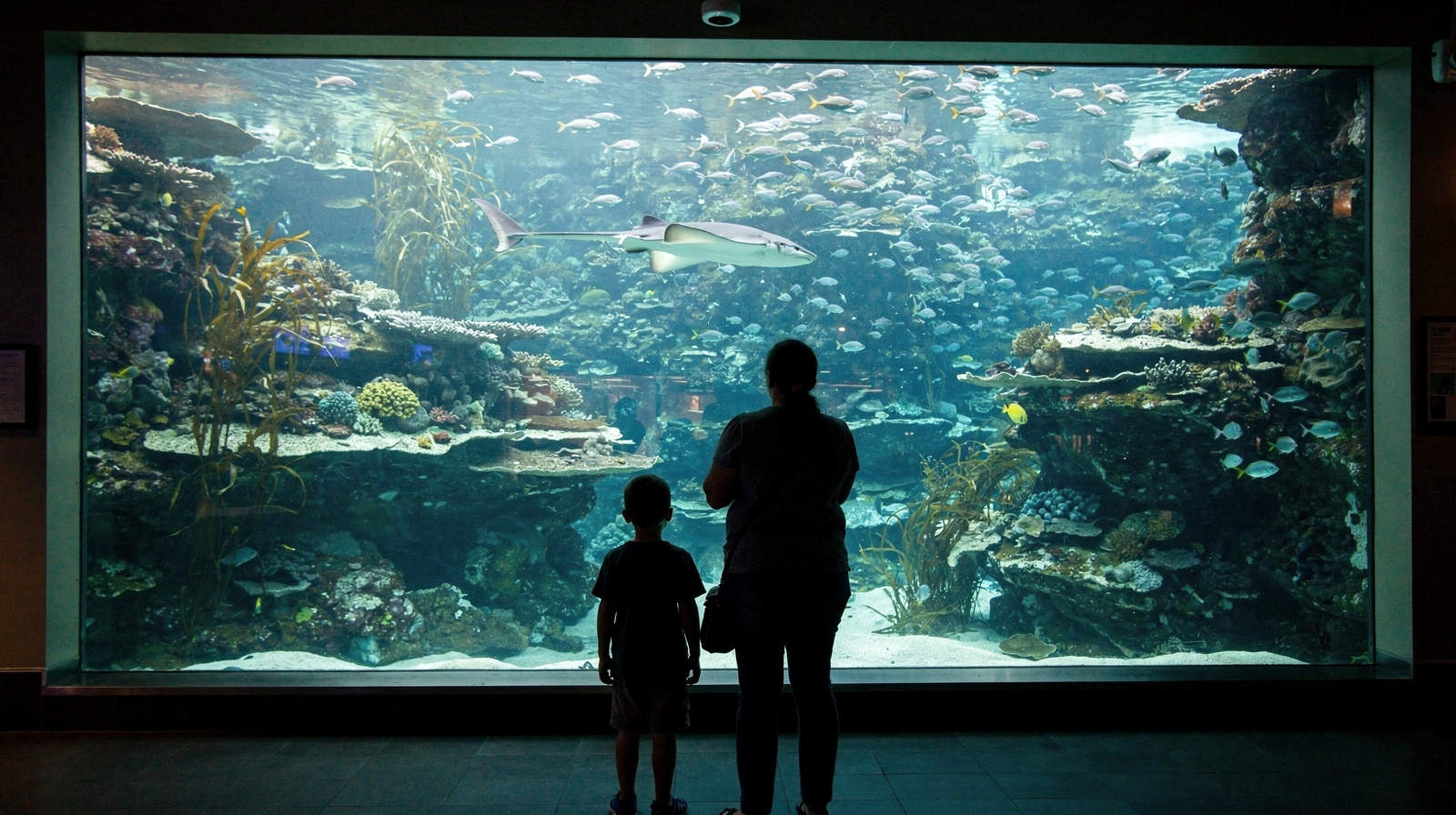 Cairns Aquarium