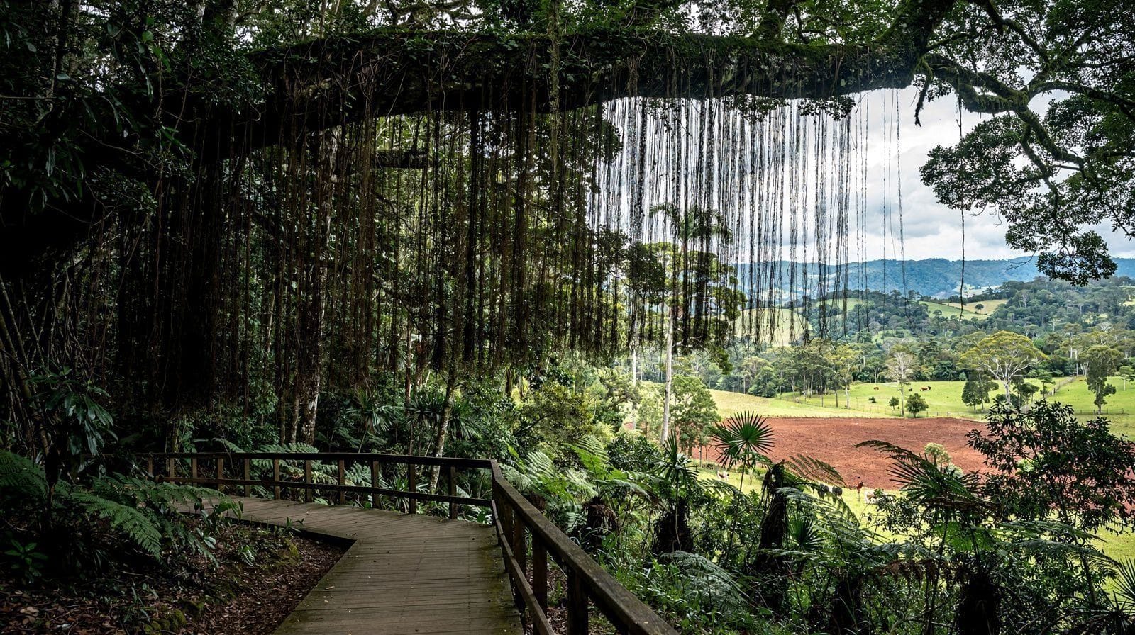 Curtain Fig Tree