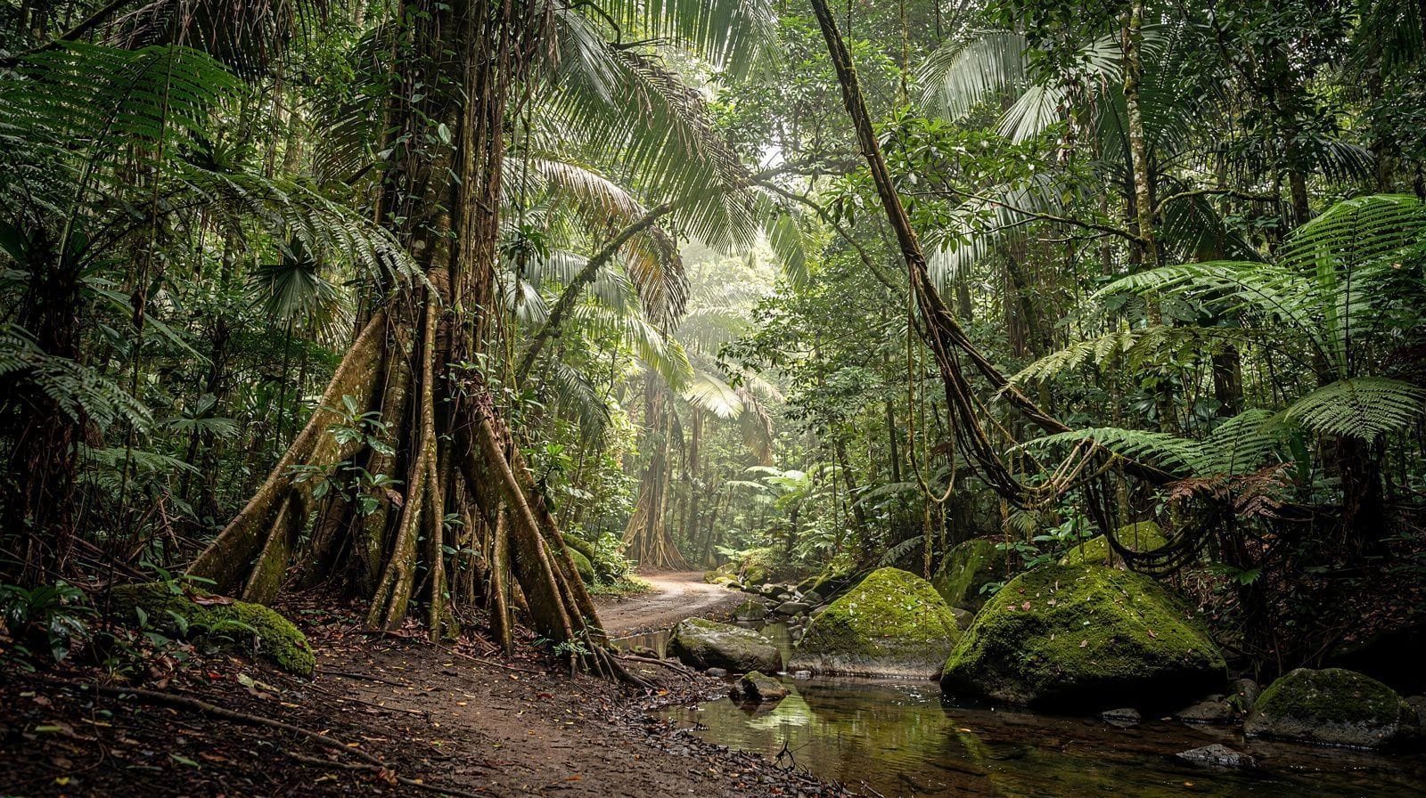 Daintree Rainforest