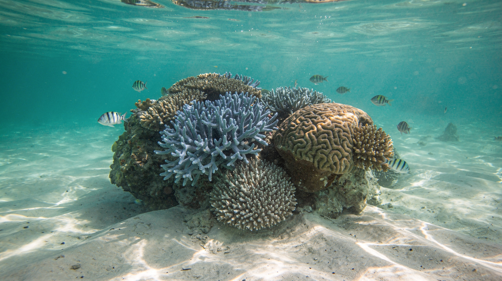 Flynn Reef