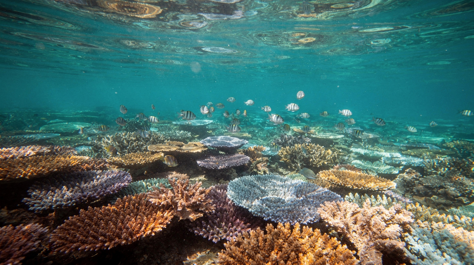 Great Barrier Reef