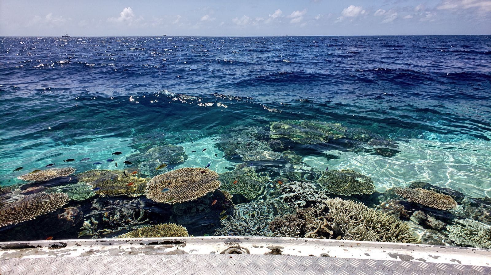 Hastings Reef