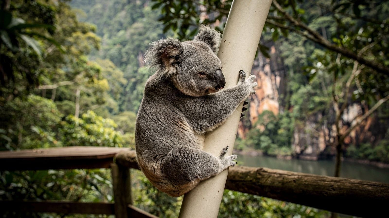 Kuranda Koala Gardens