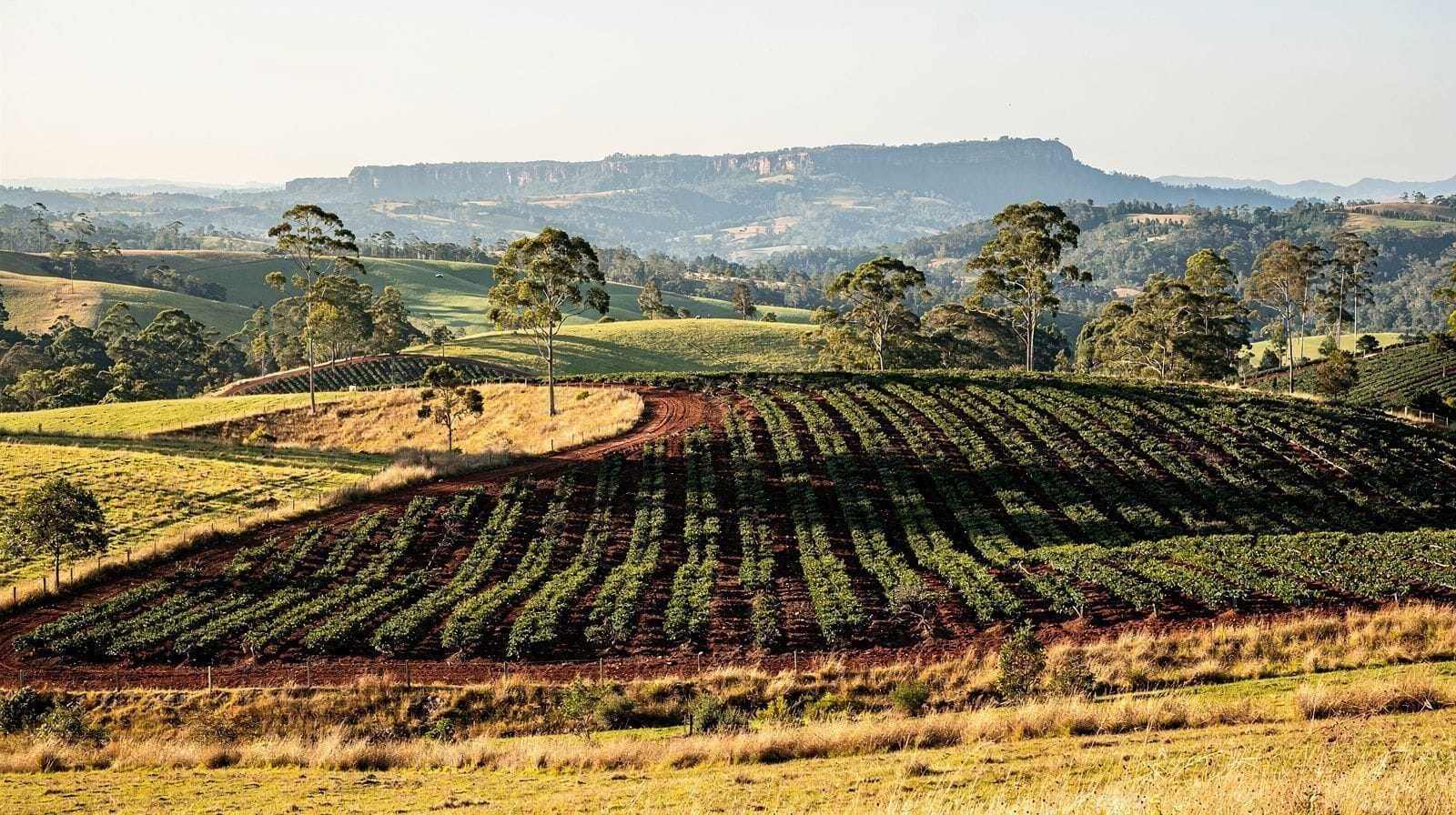 Mareeba
