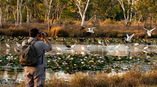 Birdwatching in the Atherton Tablelands and Mareeba Wetlands