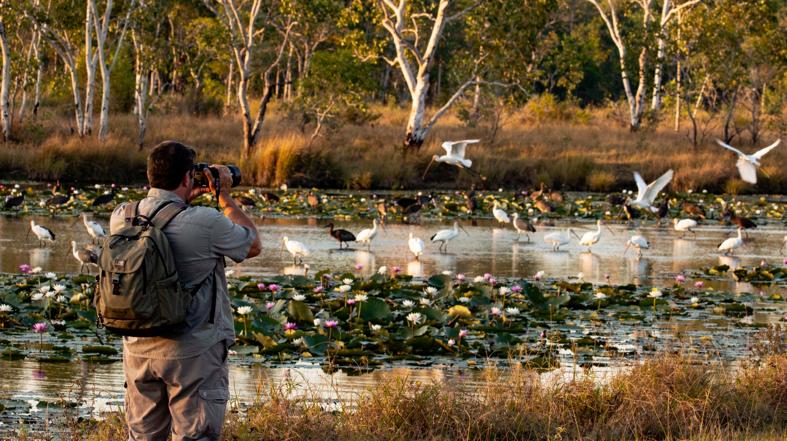 Birdwatching in the Atherton Tablelands and Mareeba Wetlands