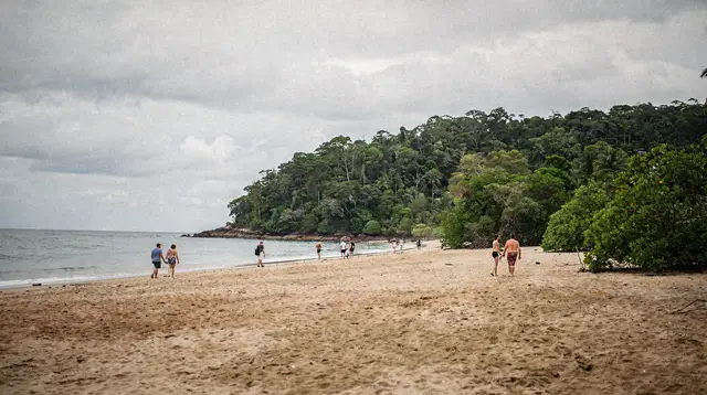 Cape Tribulation Day Trip: Where Rainforest Meets Reef