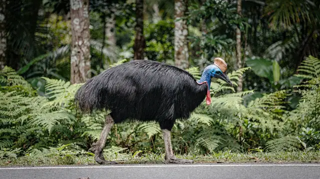 Cassowary Spotting in Mission Beach: A Safety-First Guide