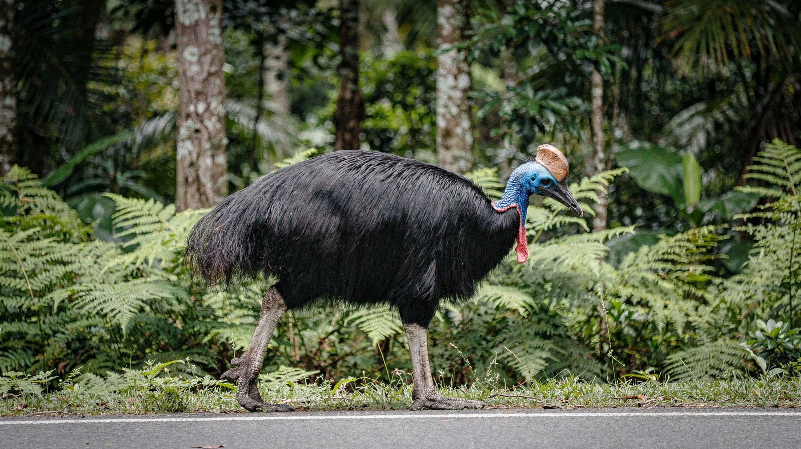 Cassowary Spotting in Mission Beach: A Safety-First Guide