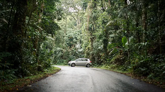 Driving to Cape Tribulation: The Daintree Ferry Self-Drive Guide