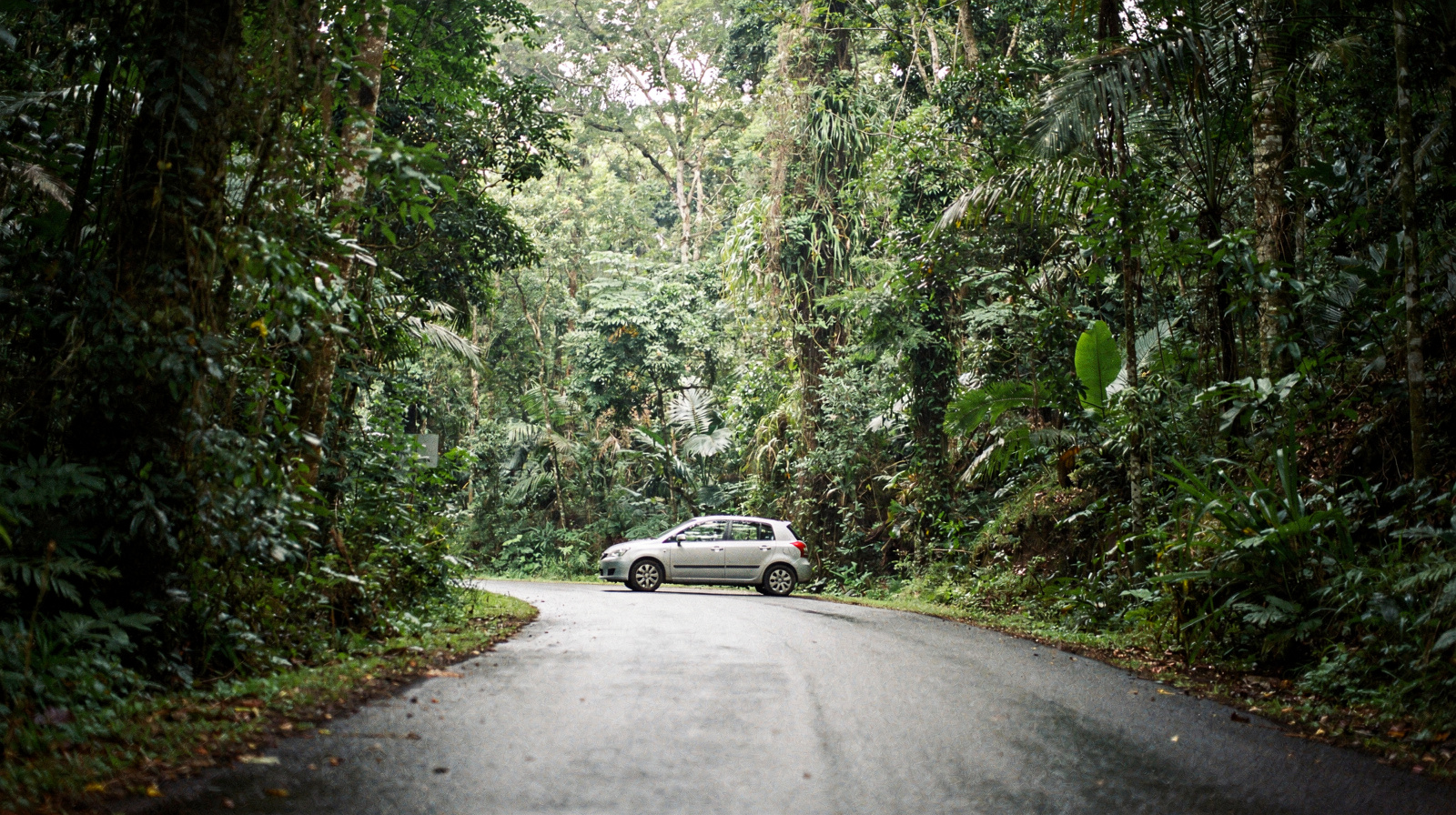 Driving to Cape Tribulation: The Daintree Ferry Self-Drive Guide