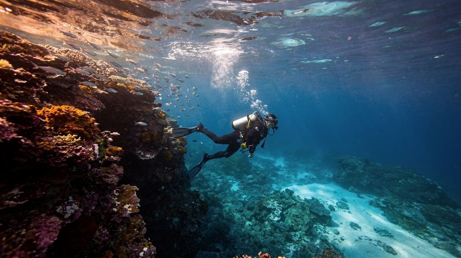 Introductory Dive vs Certified Diving in Cairns: What Each One Actually Lets You Do