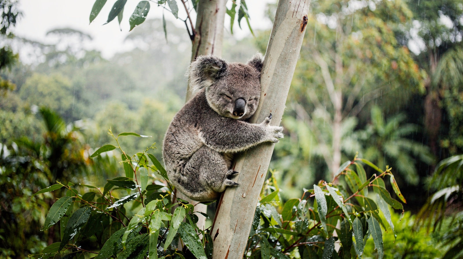 Kuranda's Koala Gardens, Birdworld and Butterfly Sanctuary