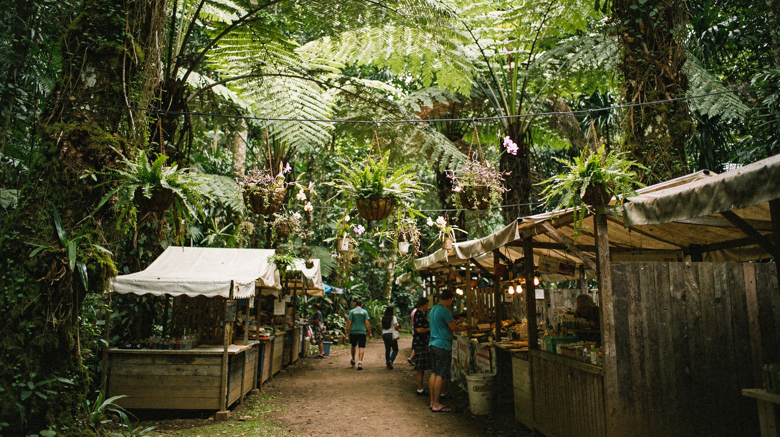 Kuranda or the Atherton Tablelands: Which One Fits Your Trip