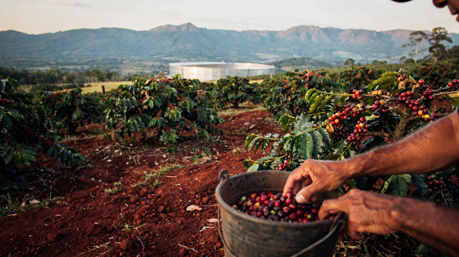 Mareeba Coffee and Farm Trail: The Tablelands' Tasting Route
