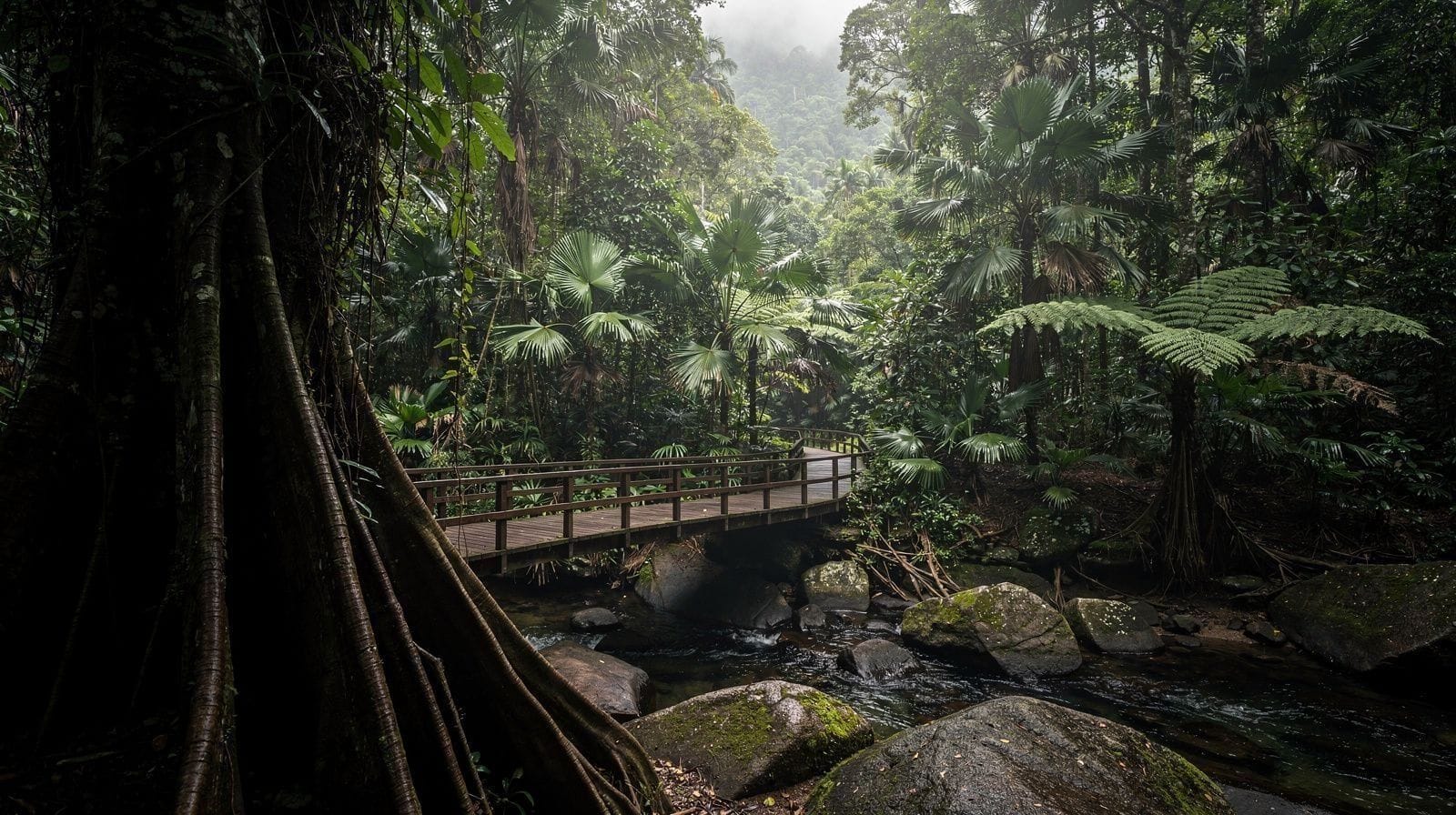 Mossman Gorge Guide: Shuttle, Parking and Swimming Rules