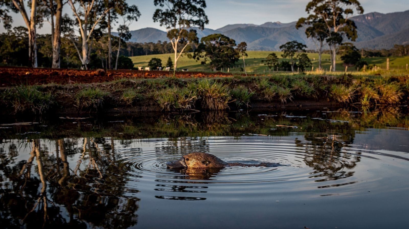 Seeing a Platypus at Peterson Creek, Yungaburra