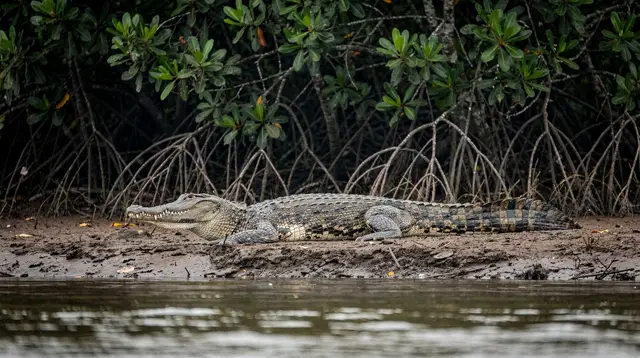 How to See a Wild Saltwater Crocodile Safely