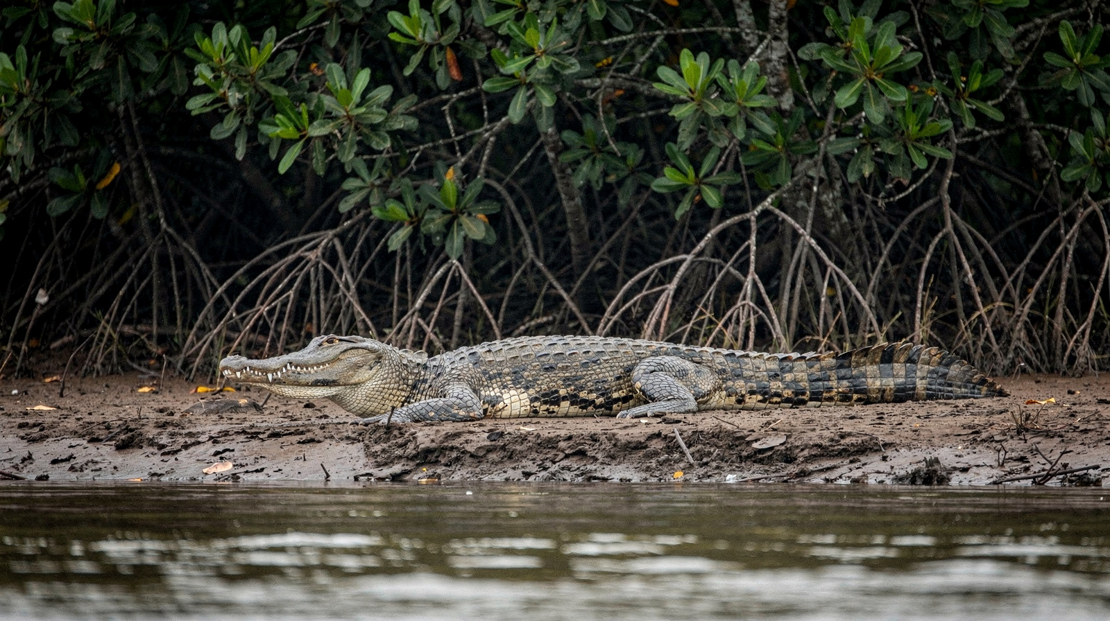 How to See a Wild Saltwater Crocodile Safely