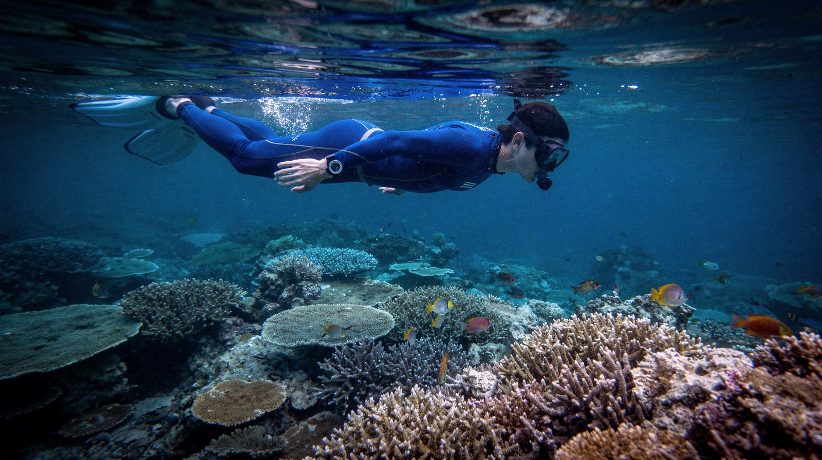 Snorkelling the Great Barrier Reef from Cairns