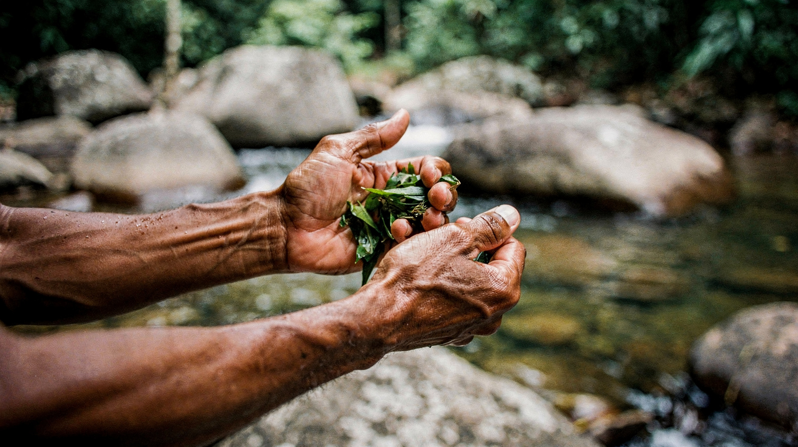 The Traditional Owners of Tropical North Queensland